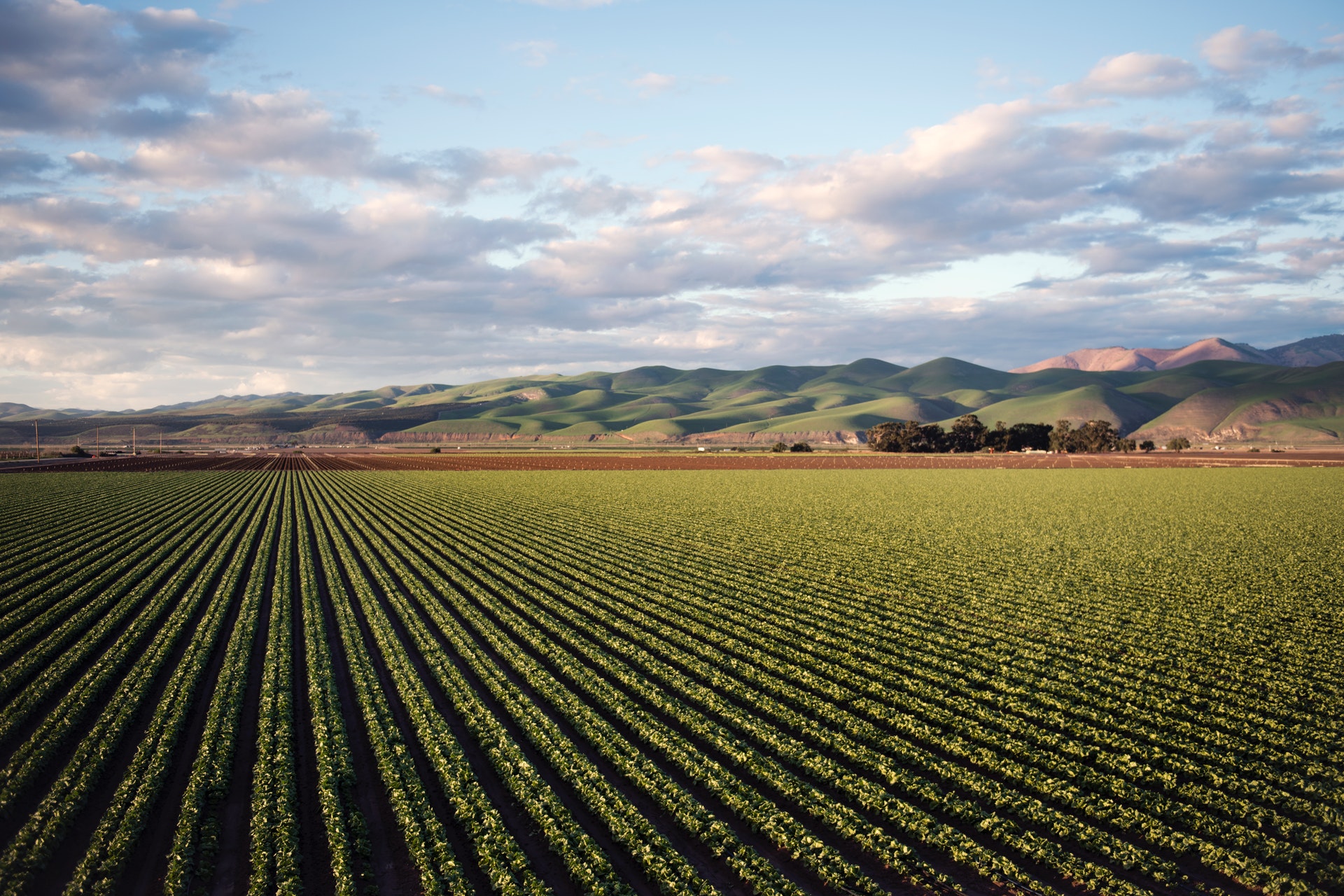 Economia Digital, Agroalimentar, Flow
